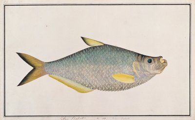 Ilisha, from Drawings of Fishes from Malacca, c.1805-18 by Chinese School